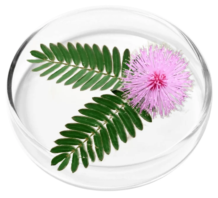 FemiPro Ingredient Mimosa Pudica